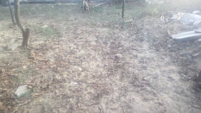 Съел хозяина, доедаю то что осталось смотреть онлайн