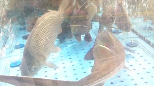 Живая Рыба Карп в ленте город Пермь смотреть онлайн