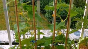 Огурцы на балконе – забытая технология выращивания