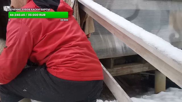 дневные приключения #хаски смотреть онлайн