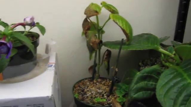 Sinningia Guttata First Bloom смотреть онлайн