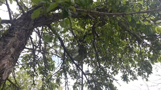 Снимаем рой. Роевня на шесте ( роение, пчеловодство )