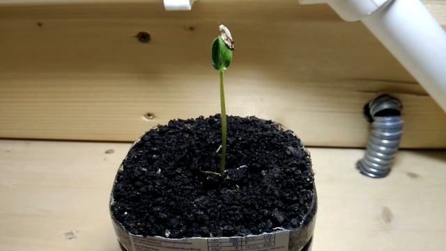 Ускоренная съёмка роста огурца (Time laps) смотреть онлайн