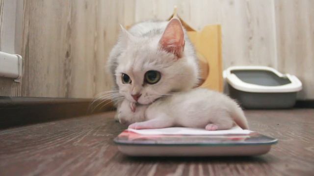 150 грамм! Взвешивание котят окончено! смотреть онлайн