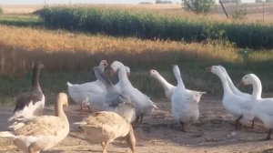 Бой Линдовских гусаков.