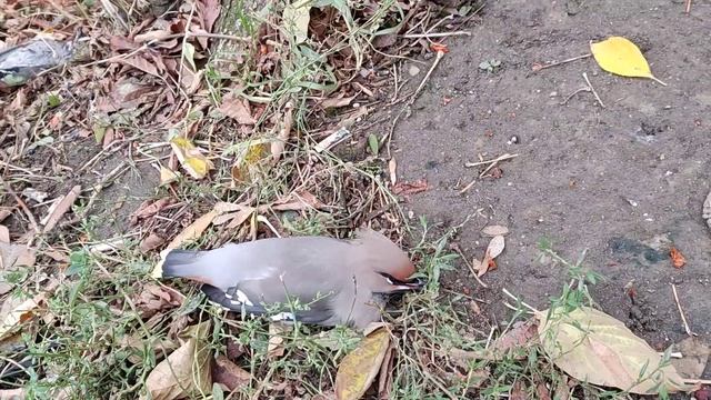 Издевательство Природы над птицами!(Свиристель). Ребят жесть!!!Детишкам не показывайте!!! смотреть онлайн