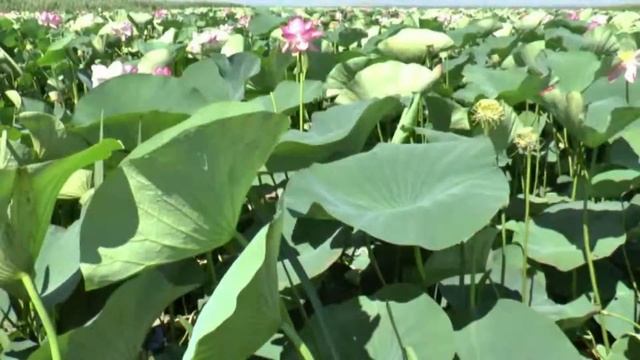 В долине лотосов. Юрий Таюрский смотреть онлайн