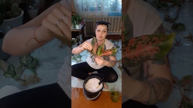 Адаптация растений (аглаонем) из Таиланда