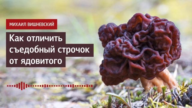 Михаил Вишневский: Как отличить съедобный строчок от ядовитого. Советы миколога