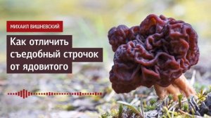 Михаил Вишневский: Как отличить съедобный строчок от ядовитого. Советы миколога