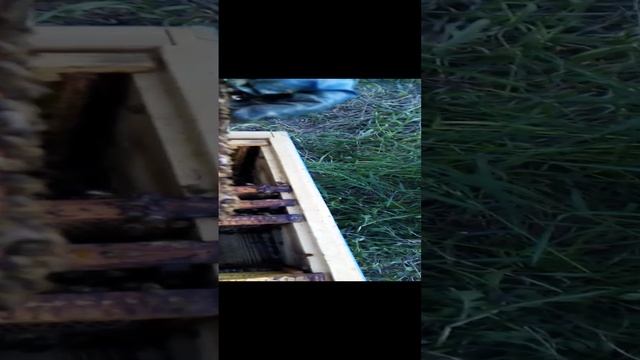 Переселения роя из ловушки в Улей (3) смотреть онлайн