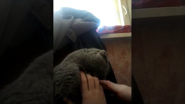 Это я и мой котик текст мы с ним не разлей вода и он такой хороший а говорил Правда он Я не шучу с смотреть онлайн