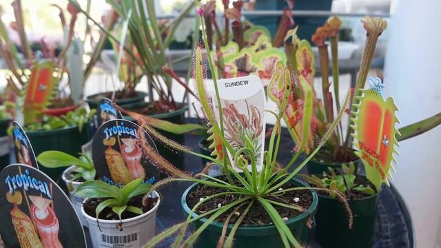 ✨ Relaxing Plant Shopping 🌿 | Let's Go To Eden Gardens смотреть онлайн