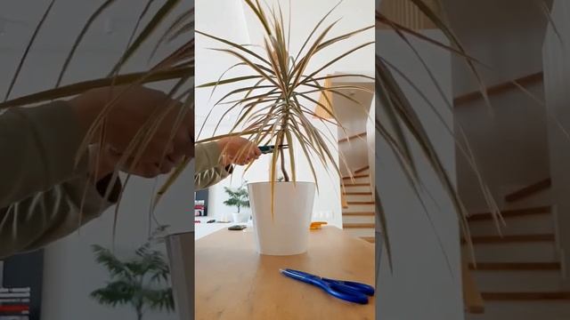 Как обрезать Драцену? Как омолодить Драцену? смотреть онлайн