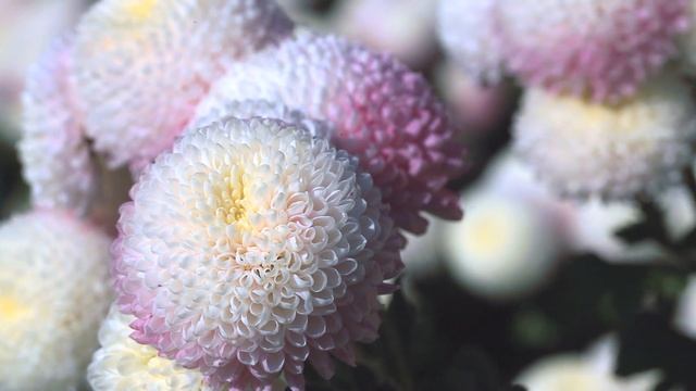 Хризантемы смотреть онлайн