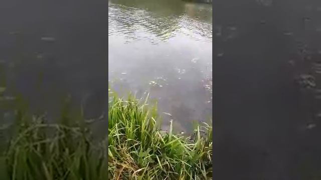 Трофейный карп на трофейную удочку смотреть онлайн