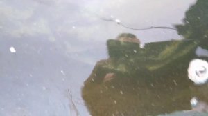 Конец зимовки осетровых