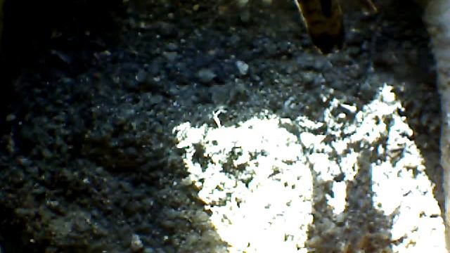From Internet Camera(Turmfalken[03:1A:A5])2014/07/02,18:40:32_D смотреть онлайн