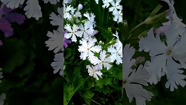 Примула Зибольда Изюми Фонтан смотреть онлайн