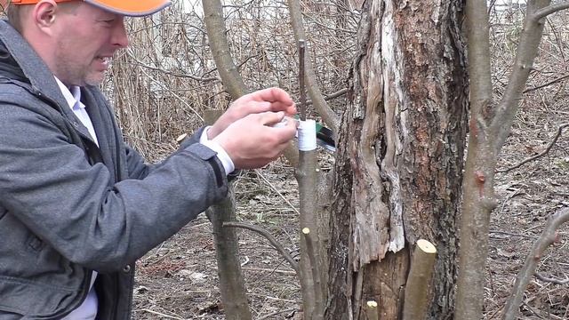 Прививка яблони клином смотреть онлайн