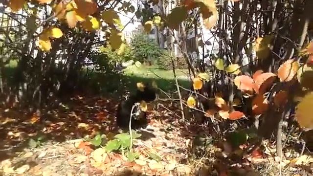 Коты дерутся в кустах смотреть онлайн
