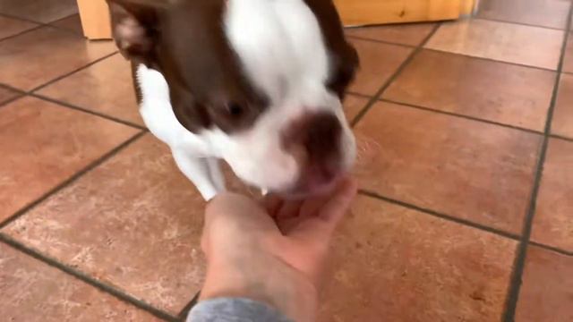 собака челлендж | Бостон Терьер | invisible Challenge | Boston Terrier dog смотреть онлайн