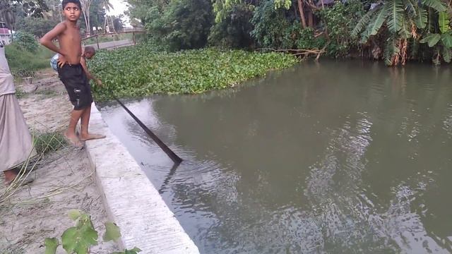 খাল থেকে জাল দিয়ে কারফু মাছ ধরার দৃশ্য ।। Cannel karfu Fishing By net by fishing world part-15 смотреть онлайн