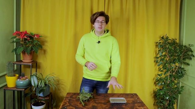 Как правильно выращивать кактусы из семян? смотреть онлайн