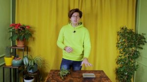 Как правильно выращивать кактусы из семян?