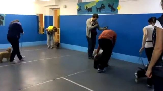 Дрессировка йорка, спаниеля, вестика, китайца и корги смотреть онлайн
