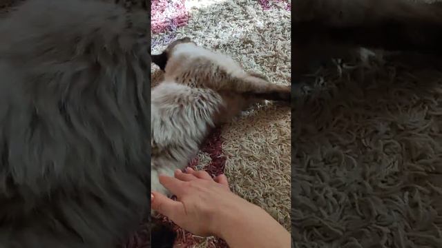 Сёмка на утро после кастрации! смотреть онлайн