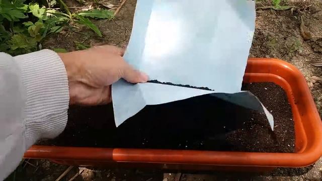 Выращивание базилик из семян смотреть онлайн