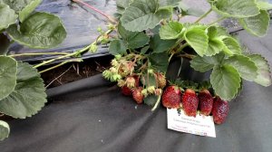 Гибрид земляники и клубники  - #Земклуника #Купчиха спелая ягода г. Омск Ферма "Омская Ягода".