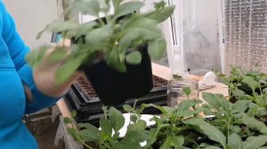 формировка, черенкование семенной ампельной петунии(тайдалы, опера, изи вейв).