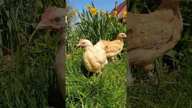 Цыплята Нидерхайнер смотреть онлайн