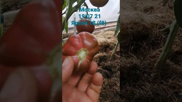 Ярсон 18 #сорттомат смотреть онлайн