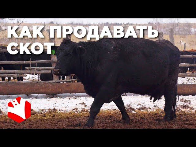 Как продавать скот? | Реализация скота | Мясное животноводство смотреть онлайн