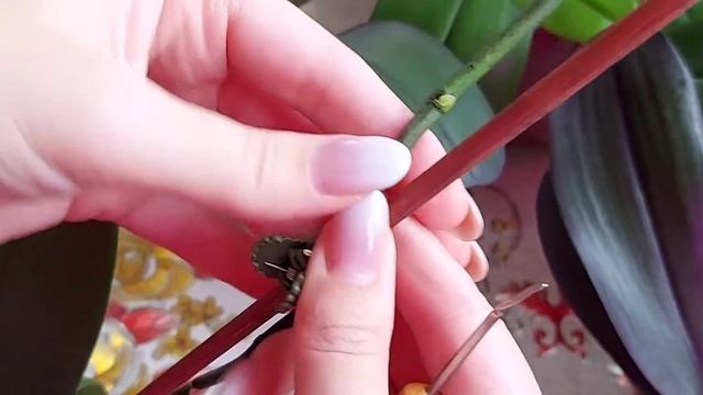 Учимся размножать орхидеи, фаленопсисы и цитокининовая паста смотреть онлайн