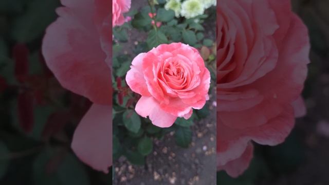 rose Lauren Kabrol# троянда Лоран Каброль смотреть онлайн