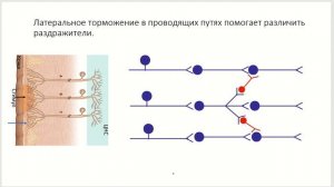 Физиология нервной системы. Торможение.
