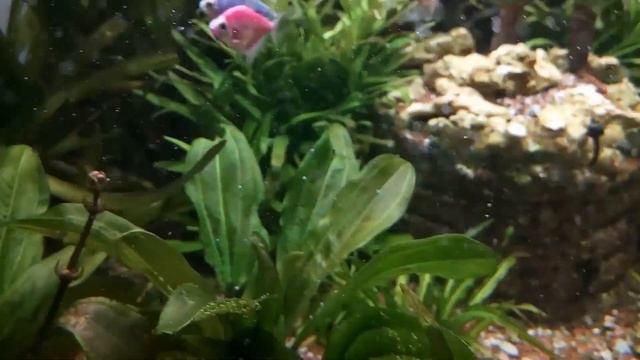 Угловой аквариум Juwel Trigon 350 смотреть онлайн