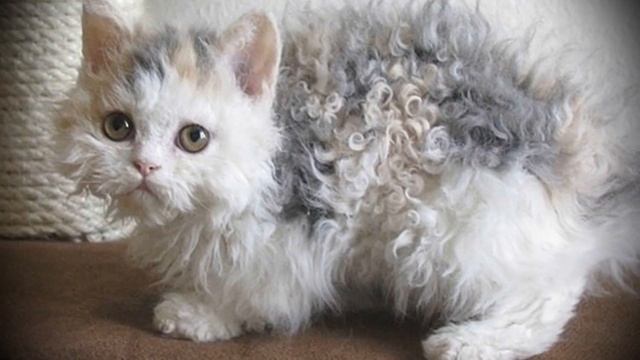 В приюте бездомная кошка родила котенка новой породы смотреть онлайн