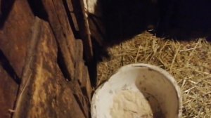 помесь ягнята романовские овцы матки и курдючный баран