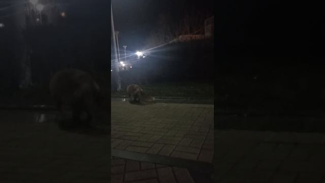 Och Tulki Shaharda | ЛИСА в ГОРОДЕ