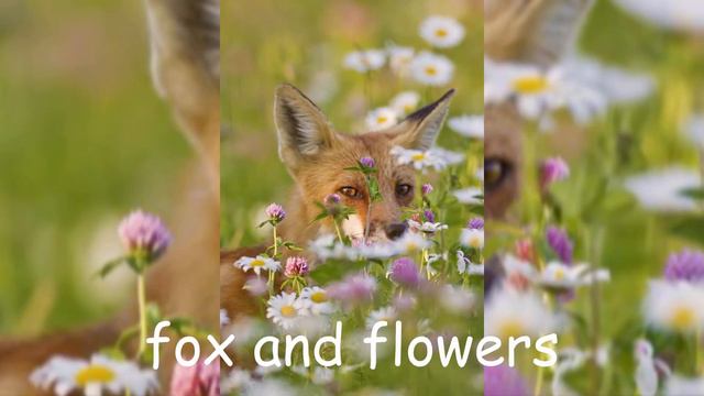 Косуля, белка, лиса, еж, каракал, медведь