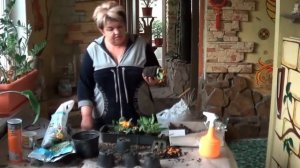 Примула. Что Делать С Подарочной Примулой В Горшке. Садовые Примулы. Примула Обконика