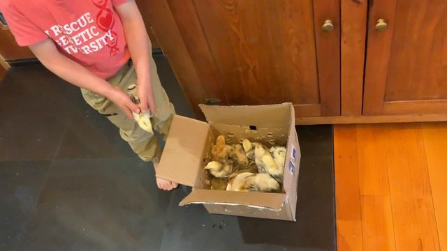 We received nine beautiful Indio Gigante on Wednesday 4/21/21 morning from Rare Rooster Acres смотреть онлайн