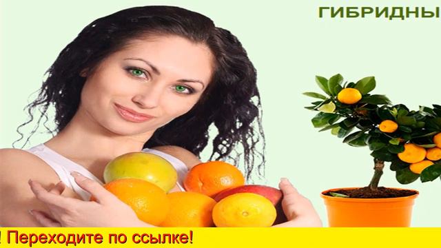 Экодар Деревья смотреть онлайн