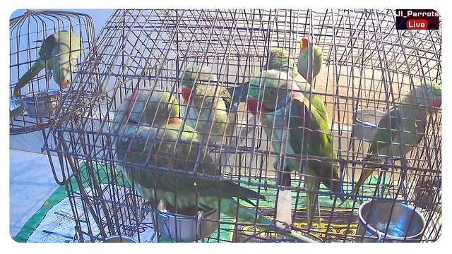 Dancing Parrots Relaxing Parrots смотреть онлайн