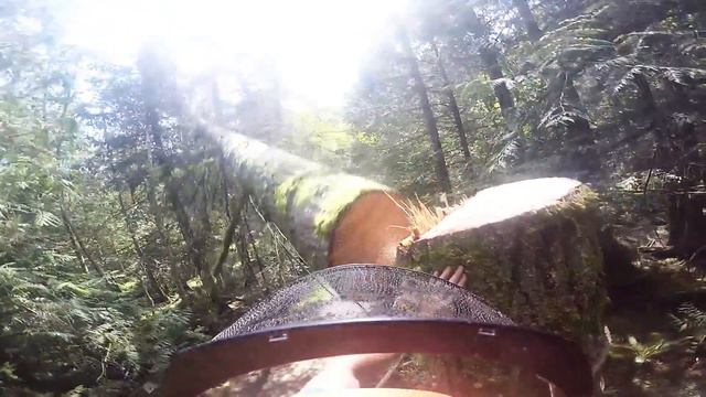 Pender island campground hazard trees смотреть онлайн
